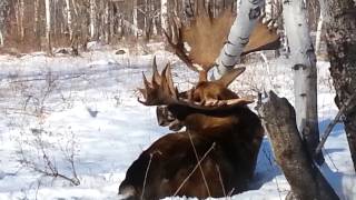 Самый большой лось! Огромные рога! Охота на Камчатке с Игорем Ярцевым (2013); Камчатский лось!
