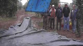ΣΥΓΚΟΜΙΔΗ ΕΛΙΑΣ ΚΑΛΑΜΩΝ ΜΕ ΣΥΛΛΕΚΤΗ TOPAVI