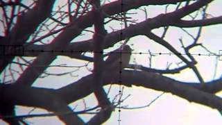Dove Hunting with Edgun Matador PCP Air Rifle Nov 6, 2011 YouTube