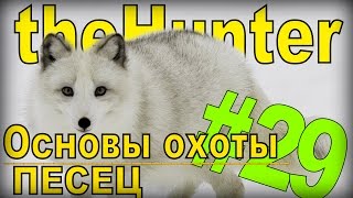 the Hunter - Песец [Основы охоты] #29