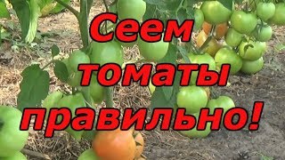 ВЫСОКОРОСЛЫЕ ПОМИДОРЫ - ПОСЕВ ОТЛИЧНЫХ 3-Х СОРТОВ В КАССЕТУ!