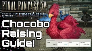 COMRADES! Chocobo Raising Guide! How to get them & train them!