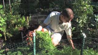 Harvesting Carrots