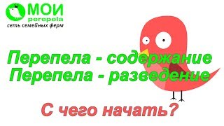 Перепела - содержание. Перепела - разведение. С чего начать?