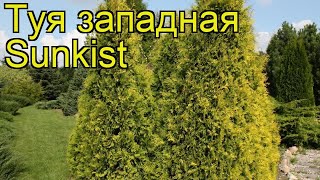Туя западная Санкист. Краткий обзор, описание характеристик thuja occidentalis Sunkist