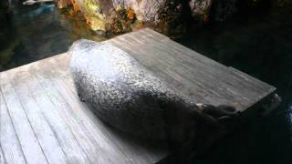 快眠 安眠 不眠症 リラックス 癒し音楽 ピアノ インストゥルメンタル 睡眠 Sleep Music Delta Waves
