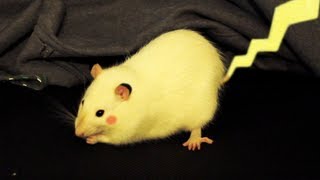 Real Life Pikachu