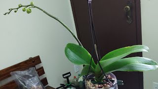 SALVE suas orquídeas com essa técnica