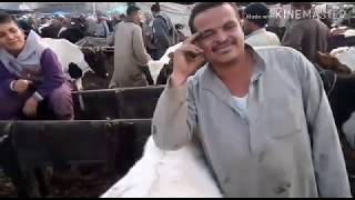 اكبر تقرير كامل من سوق كفر الشيخ وغضب كبير من الفلاحين اليوم 16/1/2020