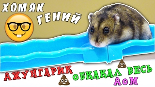 ?  СЕНСАЦИЯ ?  ХОМЯК ГЕНИЙ, ОБКАКАЛ ВЕСЬ ДОМ | ЦИРКОВОЕ ПРЕДСТАВЛЕНИЕ | ПЕРЕДАЮ ПРИВЕТЫ