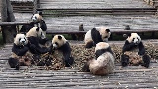 パンダ　Panda cubs in Chengdu  30th. April 2015