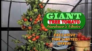 Giant Tree Tomato