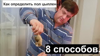 Как определить пол цыпленка 8 способов.