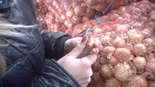 Как выбрать лук для посадки на перо