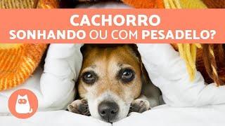 CACHORROS TÊM PESADELOS? O que eles sonham?