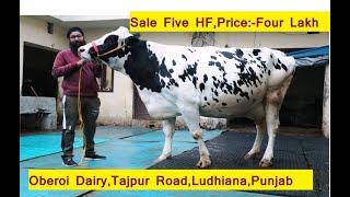 Sale Five HF, Price Four Lakh, Milk TWO Hundreds Plus | Oberoi Dairy Tajpur Road Ludhiana Punjab |