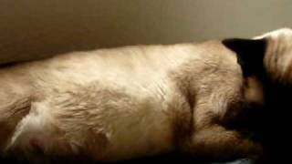 Kitten bewegen sich in Shiva´s Bauch