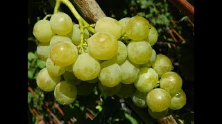 Виноград Сето гигант. Сезон 2016 (Grapes Seto giant. Season 2016)