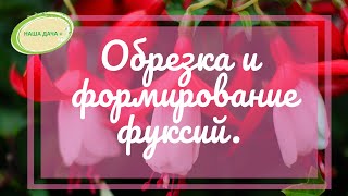 Обрезка и формирование фуксий в феврале для обильного цветения. Говорухина Юлия.