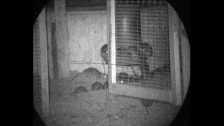 Pest Control with Air Rifles - Rat Shooting - Rattastic!