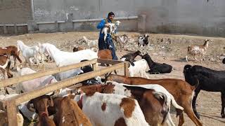 Teddy bakriyan taede Goat .new video 03116787026.Goat farming Pakistan.
