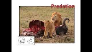 Predation