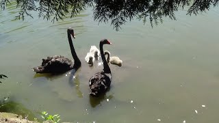 Нумизматика. Лебедь-шипун. Обзор на фоне Дендрария. 1 рубль, ПМР, 2018...