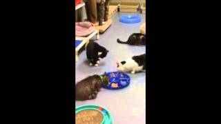 Friskies Friday at Furkids