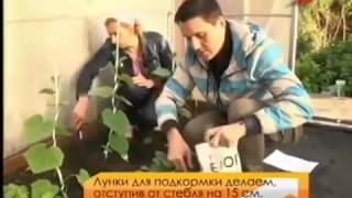 Огурцы. Марина Рыкалина и Виталий Декабрев. История одной культуры