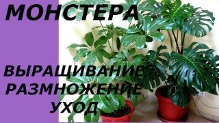 ☘Монстера - украшение любого дома © Irina Zhukova