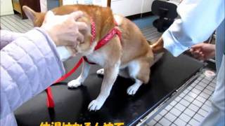 柴犬　マルちゃん　今年も注射