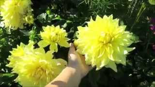 ГЕОРГИНЫ весной:  деление, проращивание, посадка // Dahlias: splitting, germination, planting