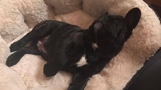 FIRST WEEK HOME | FRENCH BULLDOG GEORGE