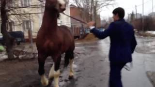 Лошади драка