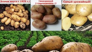 Самый ранний урожайный картофель