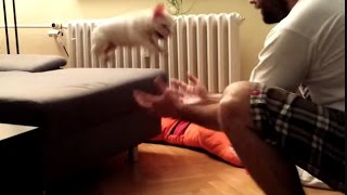 ROCKY the French Bulldog puppy jumping