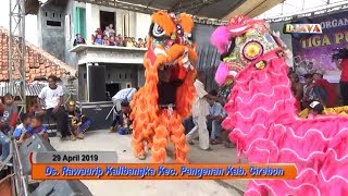 Demenan Online ( Barongsai ) | Burok TPJ Live Kalibangka
