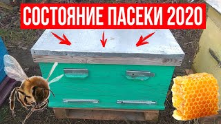 ЗИМОВКА ПЧЕЛ!!! Состояние пасеки на 04.01.2020