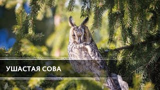 Ушастая сова (Long-eared owl)
