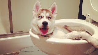 Смешное видео про собак. Любимые собачки. Funny videos about dogs.