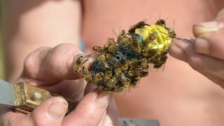 Деление и объединение пчелосемей. Хозяйство А.А. Цветкова