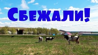 ДЕРЕВЕНСКИЕ БУДНИ - ВЫВЕЛИ КОРОВ, КАК ПРОХОДИТ ДЕНЬ В ДЕРЕВНЕ
