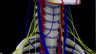 Chiropractic Neck Anatomy