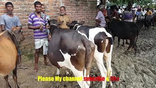 532।Cow price 50000 tk।Holstein Friesian cow | Interview with Holstein Friesian cow owner