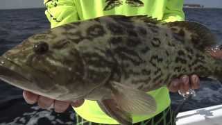 True Fishing  "Trolling for grouper"