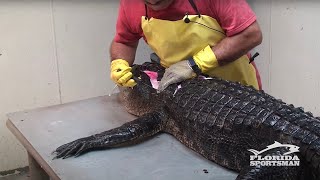 How to Clean, Fillet, Debone and Skin an Alligator
