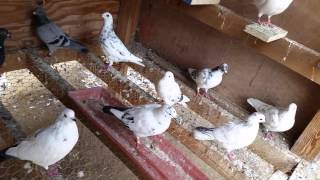 My pigeon breeder box and pigeon coop.