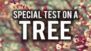 SPECIAL EXAMINATION ON A TREE FROM THE QURAN (Powerful)