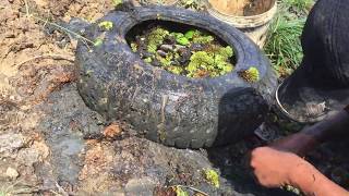 Amazing Found & Catch Fishes From Old Wheel Car Under Muddy soil Green Plants - Unique Hands Fishing