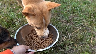 猟犬の食事風景